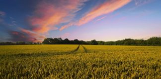 Campo cultivado