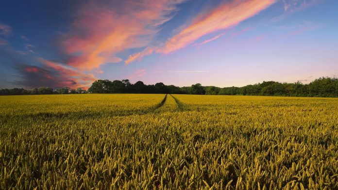 Campo cultivado