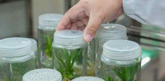 Projeto de biotecnologia vegetal vence concurso de inovação em Agrocluster