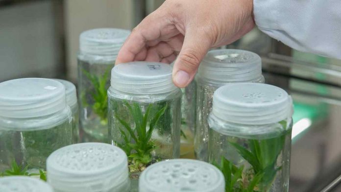 Projeto de biotecnologia vegetal vence concurso de inovação em Agrocluster