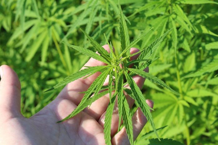 venda de canábis cresce no verão