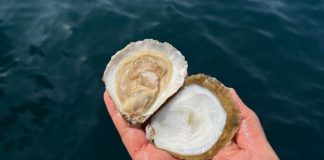 Goparity mobiliza investimento para aquicultura sustentável