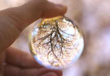 A Economia da Bioinspiração como Motor de Inovação e Sustentabilidade Industrial