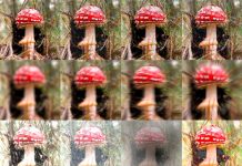 Investigadores criam EVNets para aproximar IA da visão humana