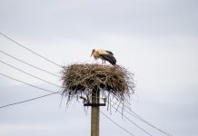 Portugal no European Grids Package: do apagão ibérico à liderança na transição energética