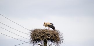 Portugal no European Grids Package: do apagão ibérico à liderança na transição energética