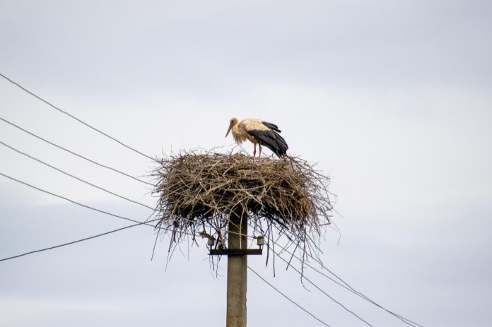 cegonha-rede-eletrica-zakrinna-Freepik
